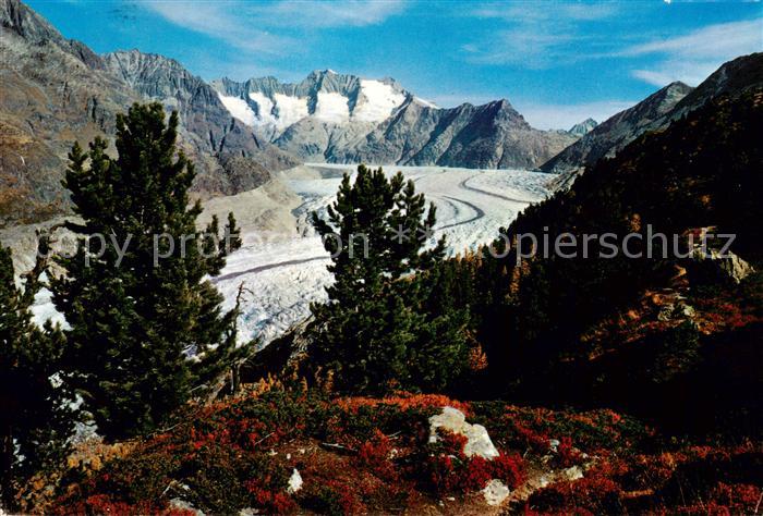 Gletscher Aletschwald Wannenhorn Eggishorn