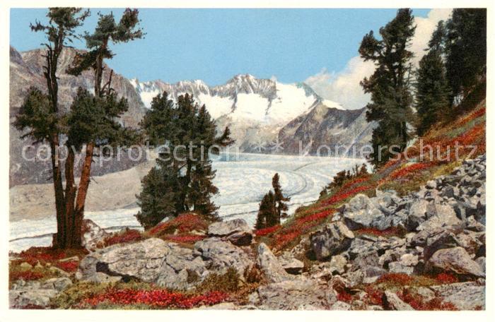 Verlag Gyger E. Adelboden Nr. A.12340 Aletschwald