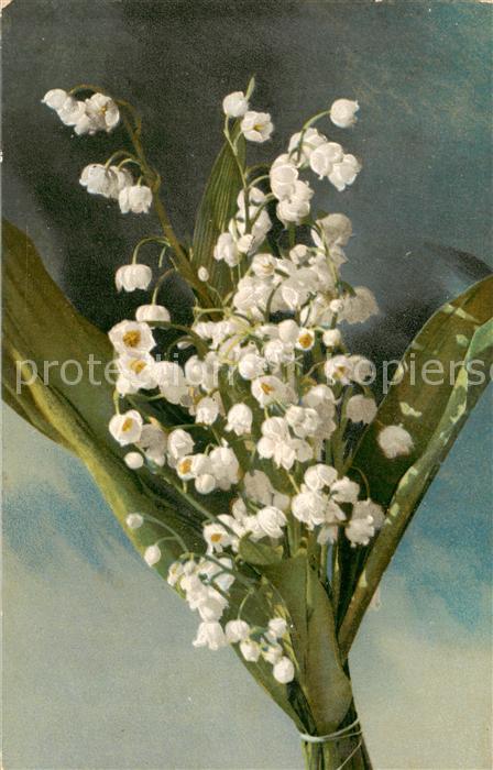 Verlag ND Nr. Serie 0. 568 Blumen