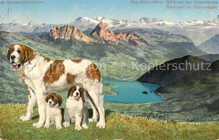 Hunde dogs chiens St. Bernhardiner Rigi-Kulm