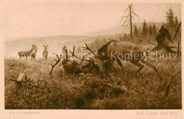 Reh Gem.V.C. Zimmermann Auf Leben und Tod