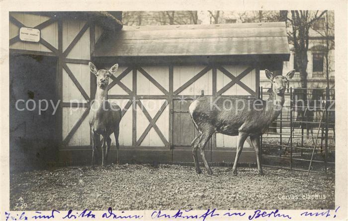 Foto AL Nr. Z 29 Cervus elaphus