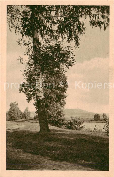 Riesengebirge Krkonose Karkonosze Alter Baum