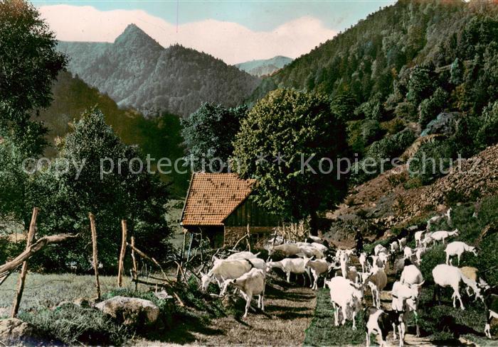 Vallee de Munster La Vallee de la Wormsa Troupeau de chevres
