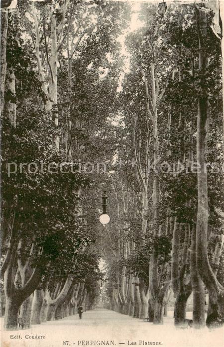 Perpignan Les Platanes