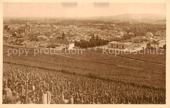 Reims 51 Vignoble d’Ay premier cru de relains noirs