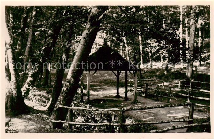 Berce Foret de Jupilles 72 Sarthe Sources de l Hermetiere