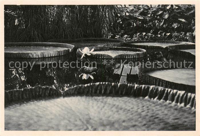 MAGDEBURG  CITY Staedt Gruson Gewaechshaeuser Victoria regia bluehend