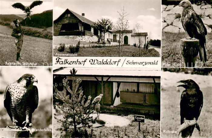 Nagold Falner mit Seeadler Falkenhof Walddorf Aussenansicht Roter Milan Wanderfa