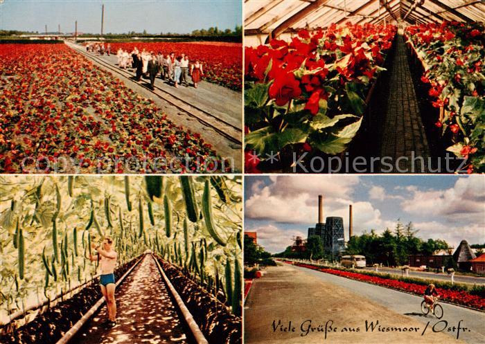 Wiesmoor Gaertnerei Teilansichten