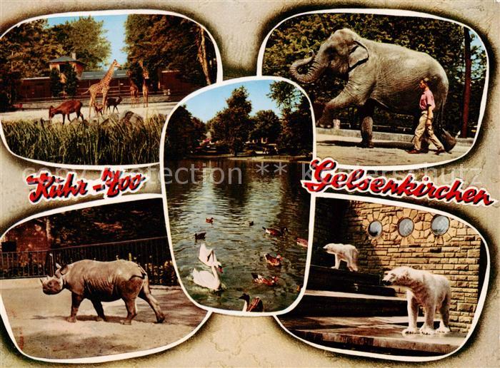 GELSENKIRCHEN NRW Ruhr Zoo Giraffen Elefant Nashorn Eisbaeren