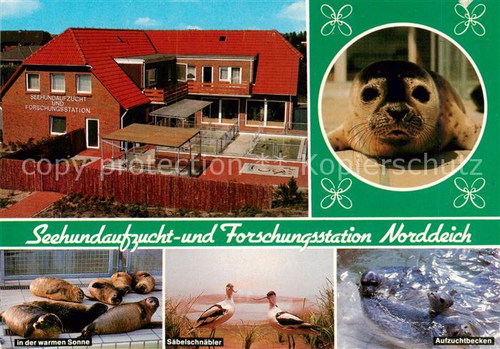 Norddeich  Norden Nordseebad Seehundaufzucht- und Forschungsstation