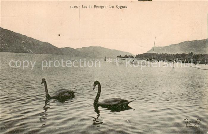 Lac du Bourget 73-du-Lac Savoie Le Les Cygnes