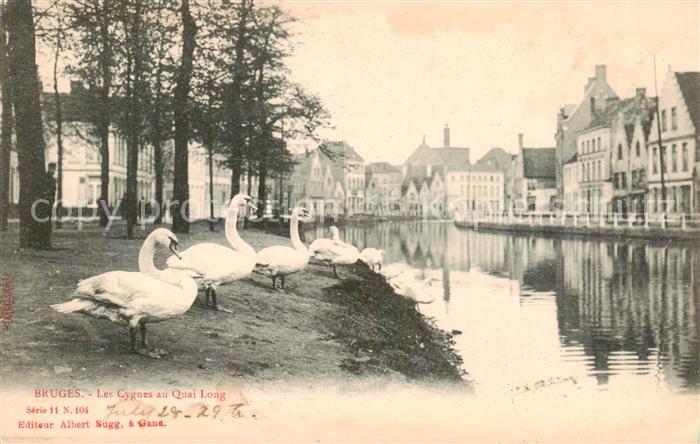 Bruges BRUGGE Belgie Les Cygnes au Quai Long