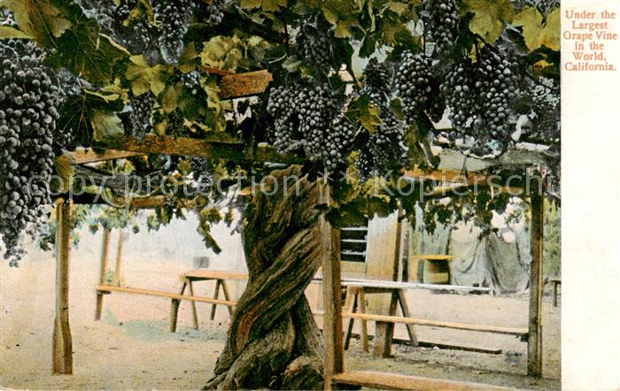 Wein Wine Vin Vino Weinbaum