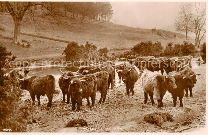 Bueffel Buffalo Buffle Rovers of the glen