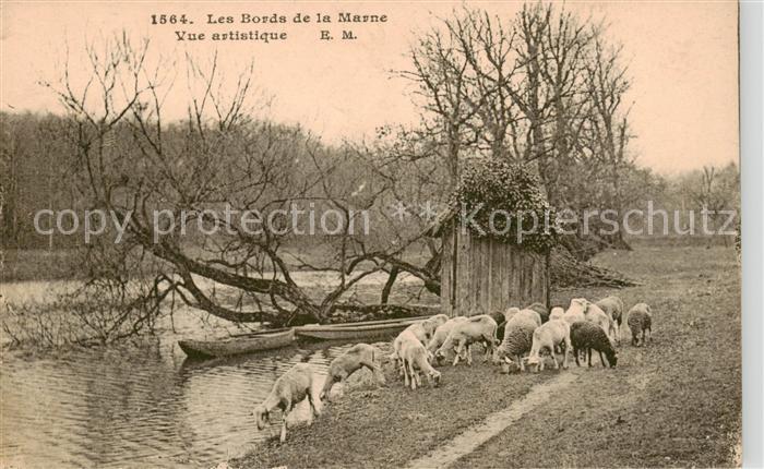 Tiere Schaffe Les bords de la Marne