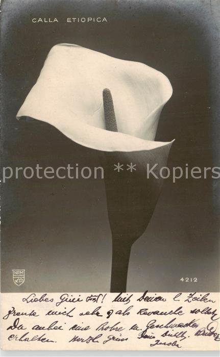 Blumen Flowers Fleurs Calla Etiopica