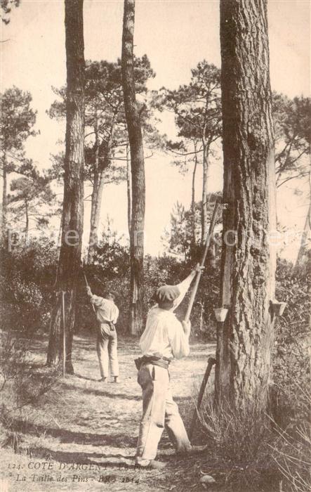 Waldarbeit Cote d_argent La taille des pins