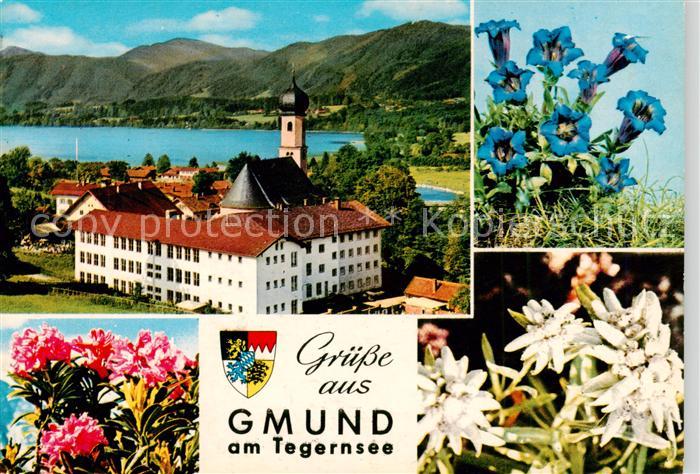 Gmund Tegernsee Panorama Alpenflora Blauer Enzian Edelweiss