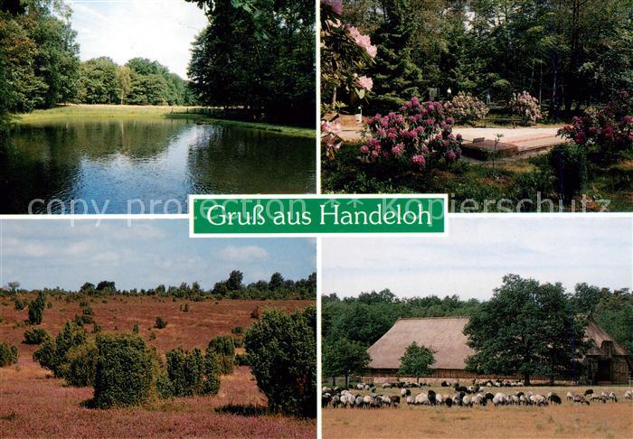 Handeloh Teich Park Heidelandschaft Heidschnucken