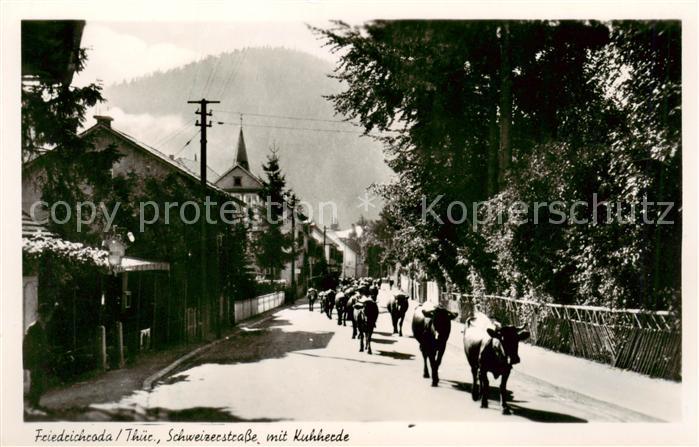 Friedrichroda Kuhherde in der Schweizerstrasse