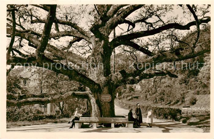 Bad Brueckenau Koenigseiche