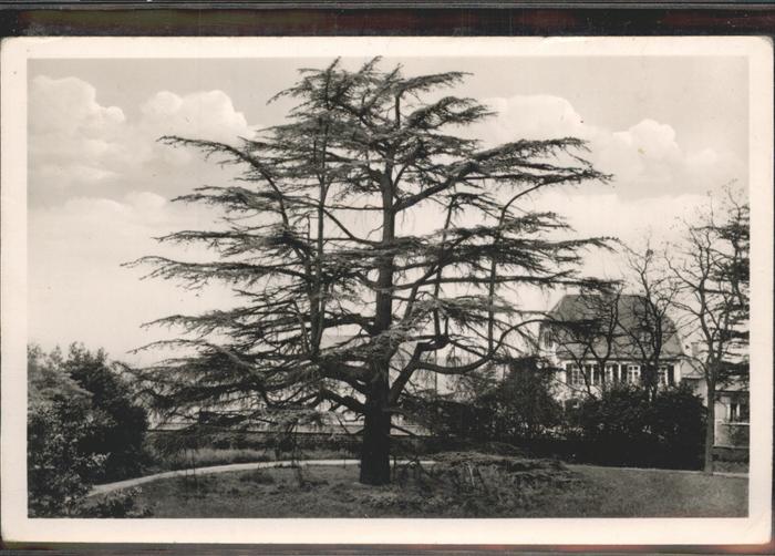 Weinheim Bergstrasse älteste Libanonzeder in Deutschland
