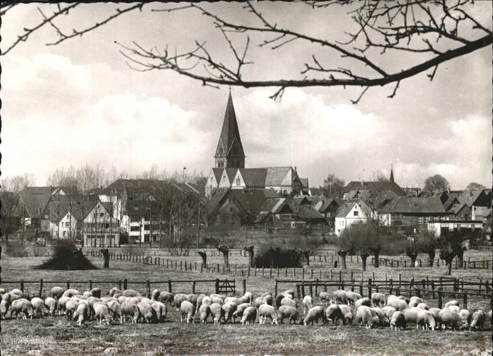 Steinheim Westfalen Schafherde