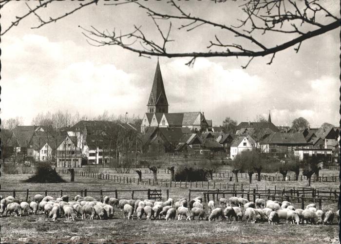 Steinheim Westfalen Schafherde