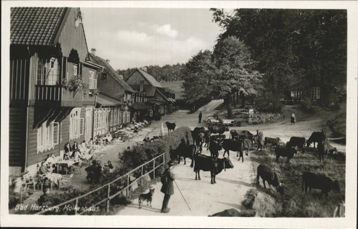 Bad Harzburg Molkenhaus Viehtrieb