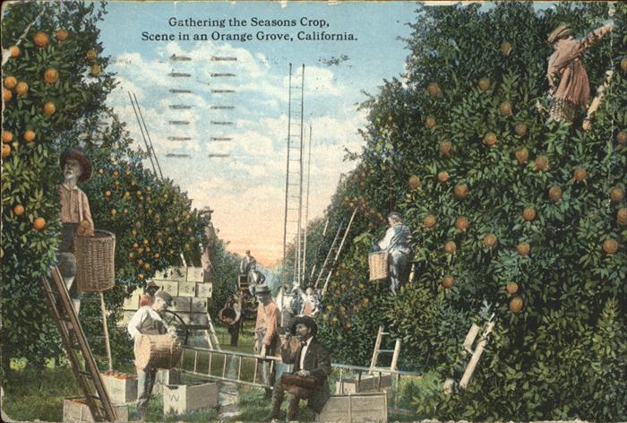 Ernte Landwirtschaft Orange Grove California