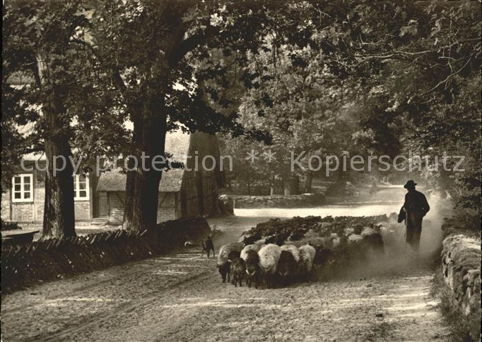 Wilsede Lueneburger Heide Austrieb der Schnucken