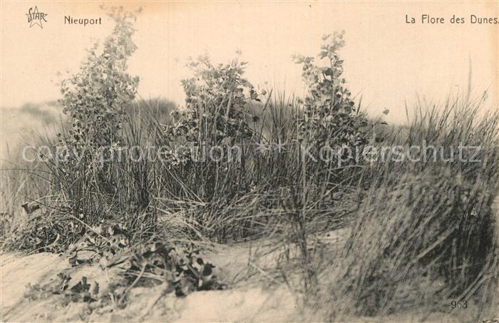 NIEUPORT Nieuwpoort West-Vlaanderen Belgie La Flore des Dunes
