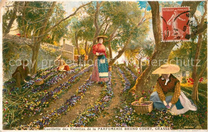 Grasse Alpes Maritimes Cueillette des Violettes de la Parfumerie Bruno Court Kue