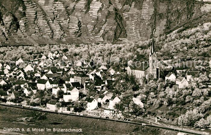 Dieblich im Bluetenschmuck Weinberge