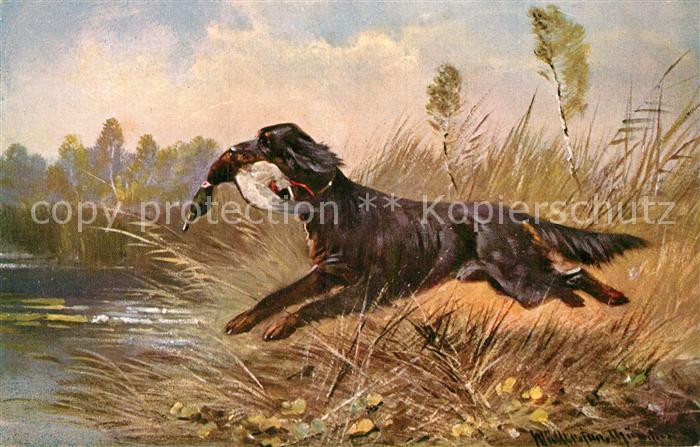 Hunde Ente Jagd Künstlerkarte M. Müller Jun.