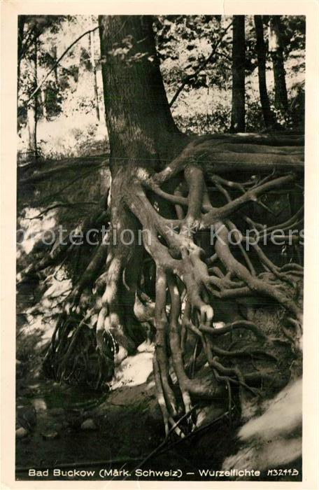 Baeume Trees Bad Buckow Wurzelfichte