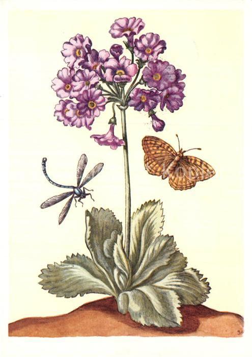 Blumen Geränderte Aurikel Mauerfuchs Libelle