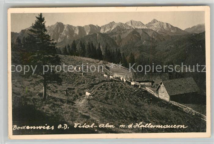 Steiermark Bodenwies Hallermauern