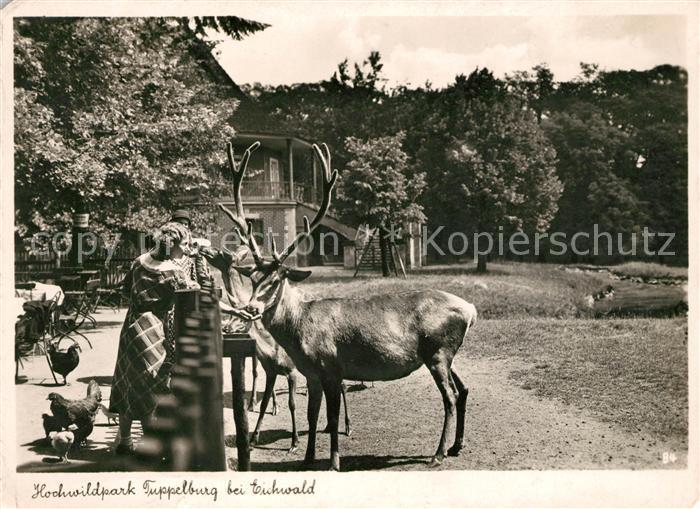 Eichwald Tschechien Hochwildpark Tuppelburg Hirsch