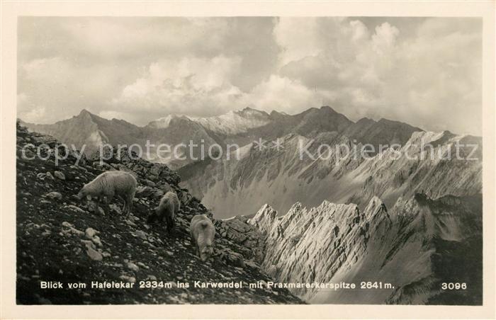 Hafelekarspitze Blick ins Karwendel Schafe