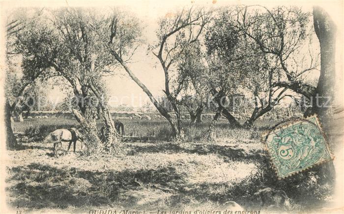 Oudjda Jardins d_oliviers des environs