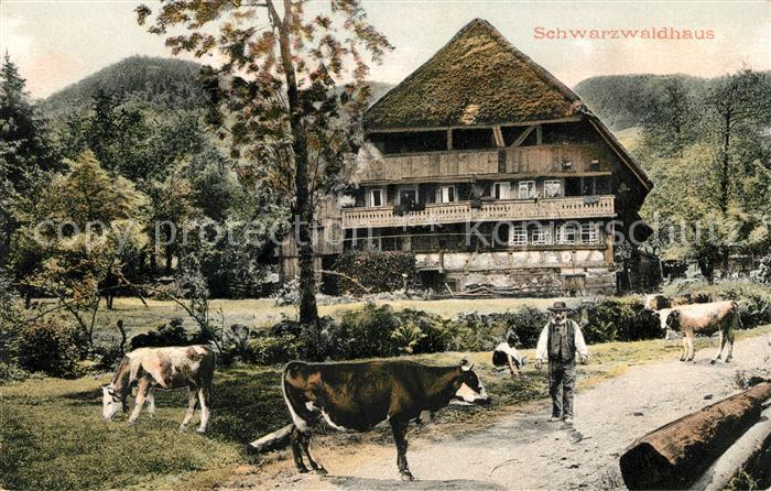 Schwarzwald Schwarzwaldhaus Kühe