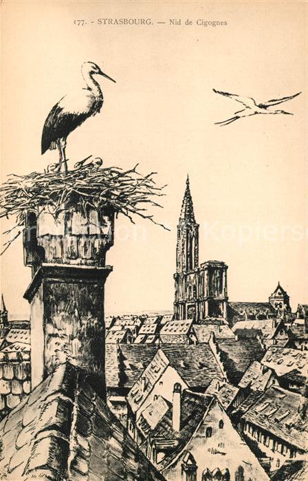 Storch Strasbourg Nid de Cigognes