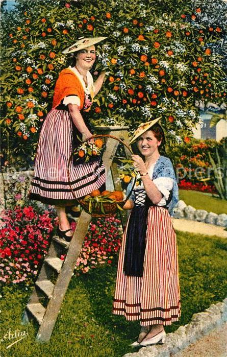 Orangen Oranges Nicoises cueillant des Oranges Cote d_A