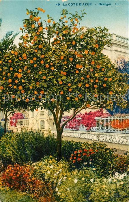 Orangen Oranges Cote d_Azur