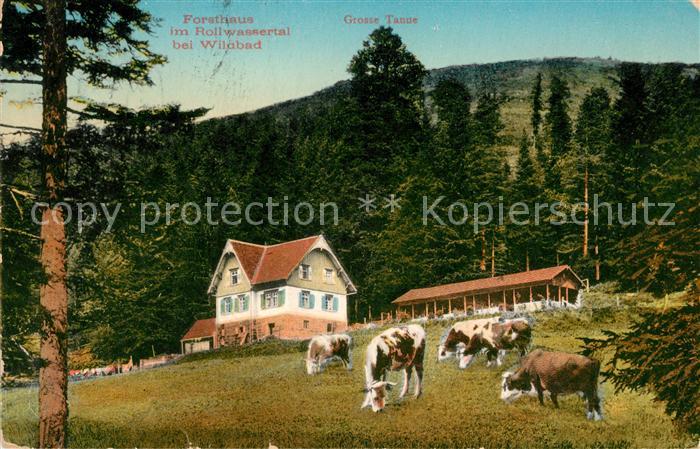 Bad Wildbad Forsthaus im Rollwassertal Grosse Tanne Viehweide Kuehe