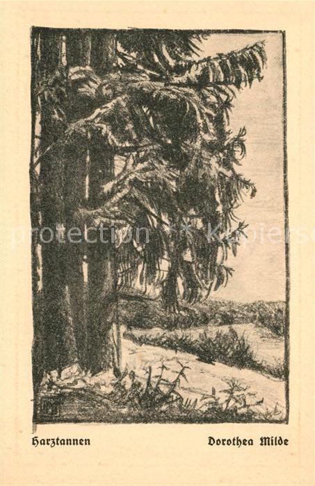 Harz Region Harztannen Lithographie