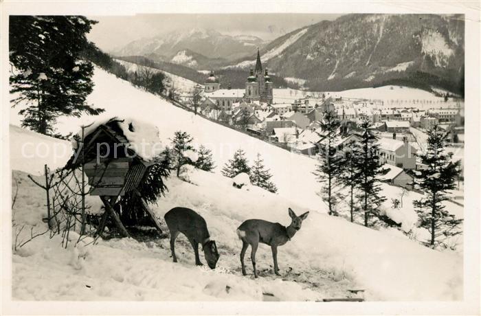 Mariazell Steiermark Panorama Wildfuetterung
